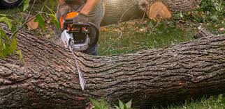 How Our Tree Care Process Works  in  Calverton, NY